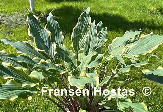 Hosta Kinky Boots